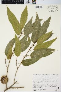 Quercus acutissima image
