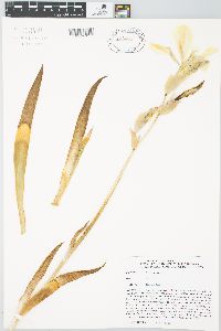 Iris flavescens image