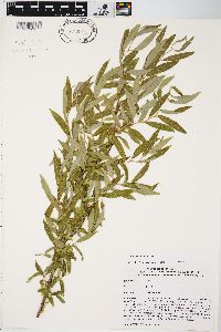 Salix matsudana image