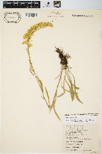 Image of Solidago nemoralis subsp. decemflora