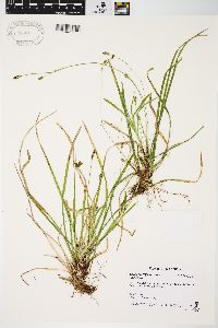 Image of Carex deweyana