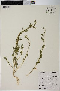 Chenopodium berlandieri var. zschackei image