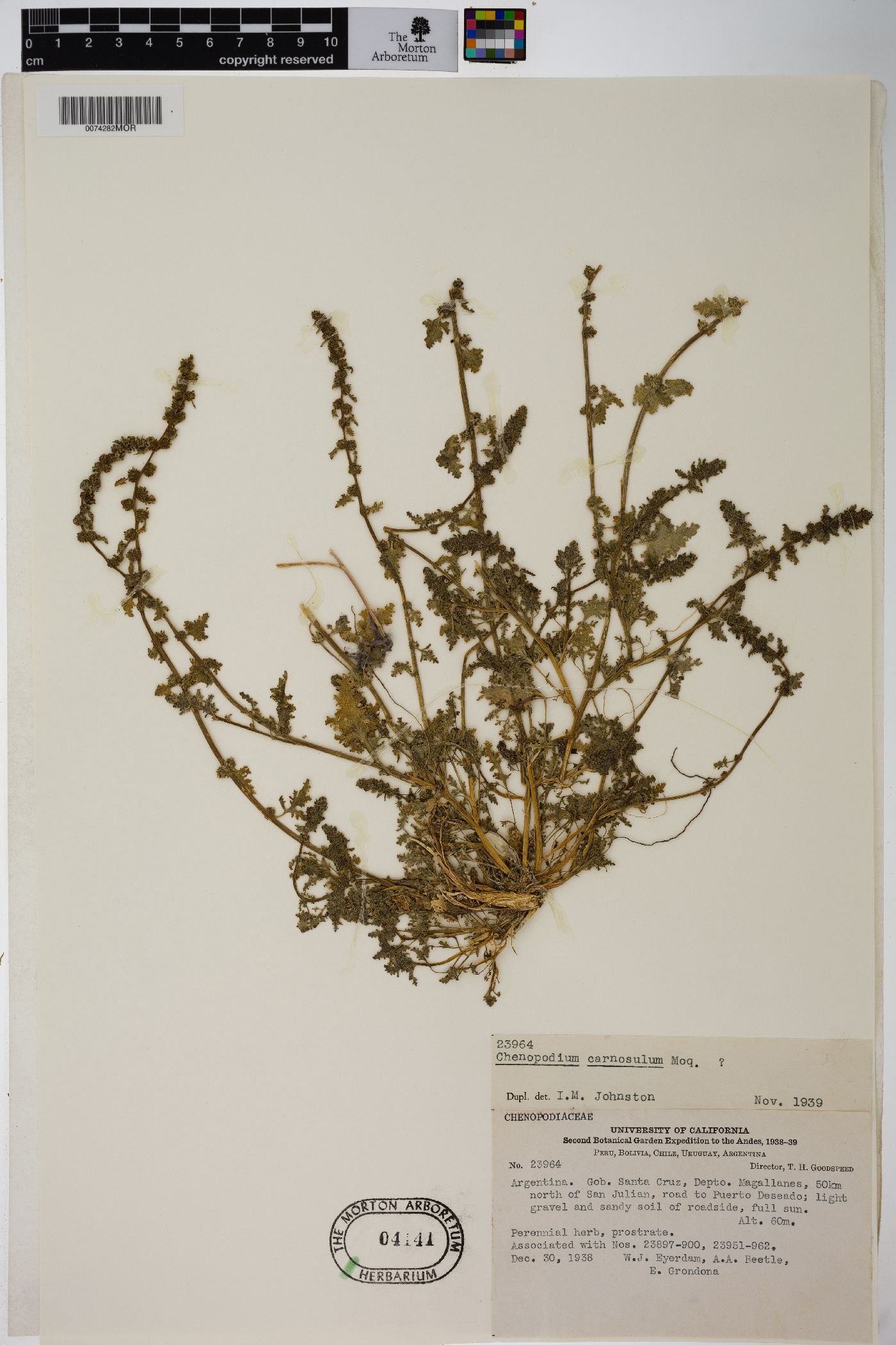 Chenopodium carnosulum image