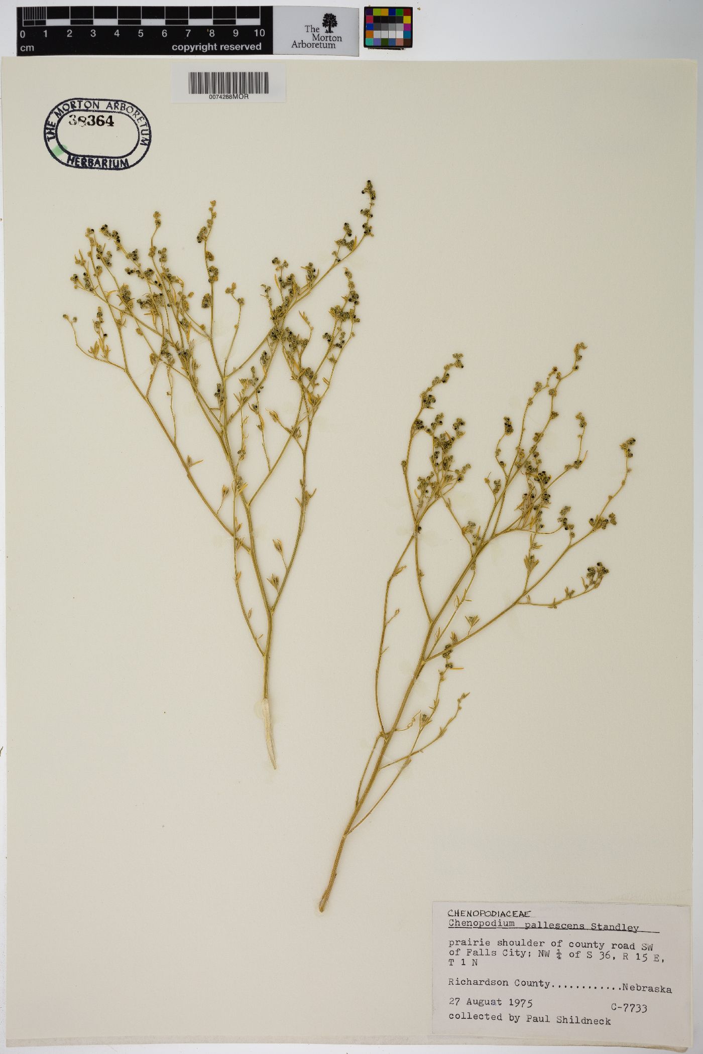 Chenopodium pallescens image