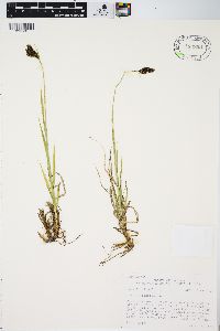 Carex albonigra image
