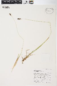 Carex stevenii image