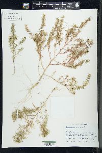 Chenopodium aristatum image