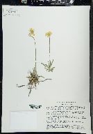 Image of Hymenoxys herbacea