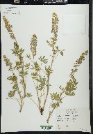Lupinus lemmonii image