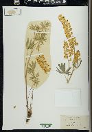 Lupinus calcaratus image