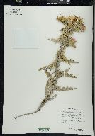 Cirsium arizonicum var. rothrockii image