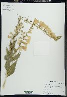 Digitalis grandiflora image