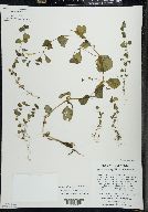 Erythranthe michiganensis image
