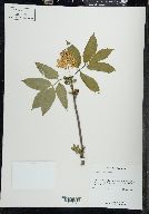 Sambucus racemosa subsp. racemosa image