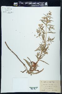 Lysimachia lanceolata image