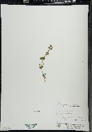 Erythranthe geyeri image