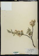 Image of Salix austinae