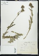Cirsium grahamii image