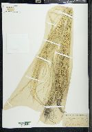 Puccinellia nuttalliana image
