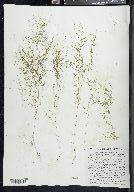 Potamogeton diversifolius image