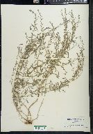 Lythrum linearifolium image