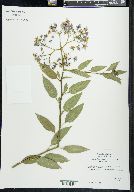 Solanum crispum image