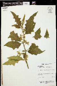 Image of Solanum adhaerens