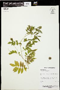 Solanum canense image