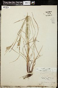 Carex aestivalis image