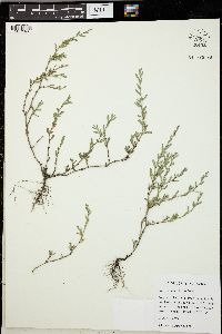 Polygonum aviculare subsp. buxiforme image