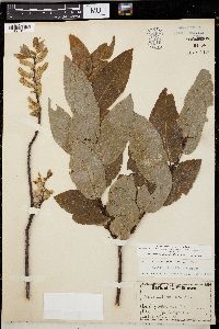 Image of Salix balsamifera