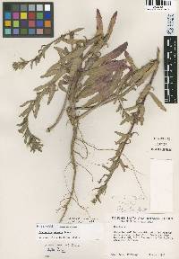 Camissoniopsis robusta image