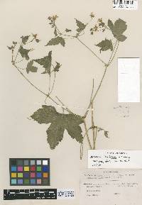 Image of Geranium latilobum
