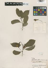 Image of Passiflora cirrhipes