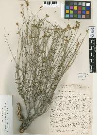 Image of Scutellaria intermedia