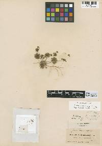 Nemacladus californicus image