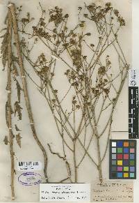 Malacothrix saxatilis var. tenuifolia image