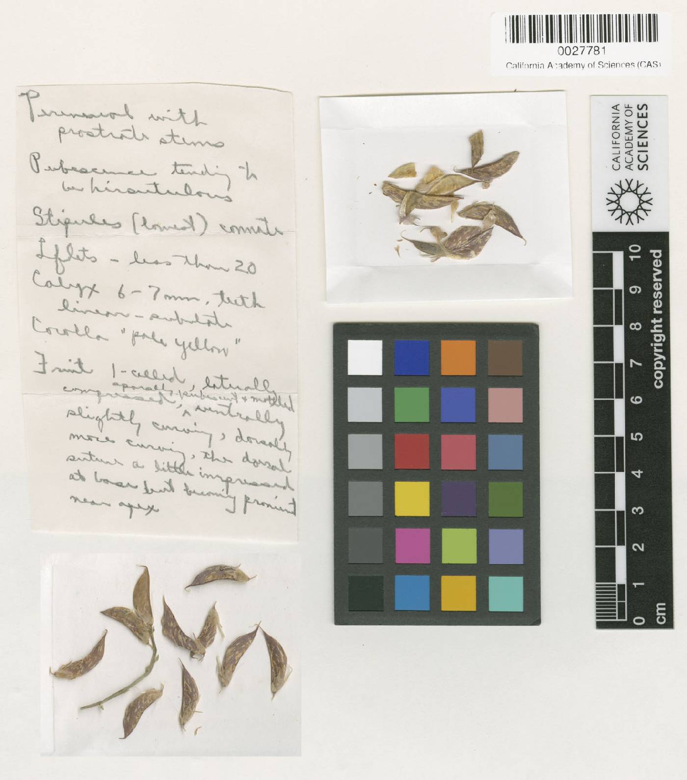 Astragalus shevockii image