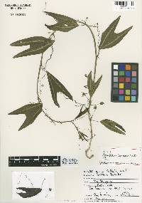 Image of Passiflora boenderi