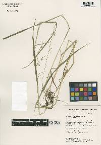 Image of Glyceria lithuanica