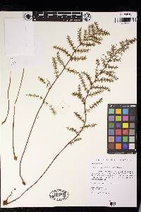 Pellaea mucronata subsp. californica image