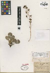 Saxifragopsis fragarioides image