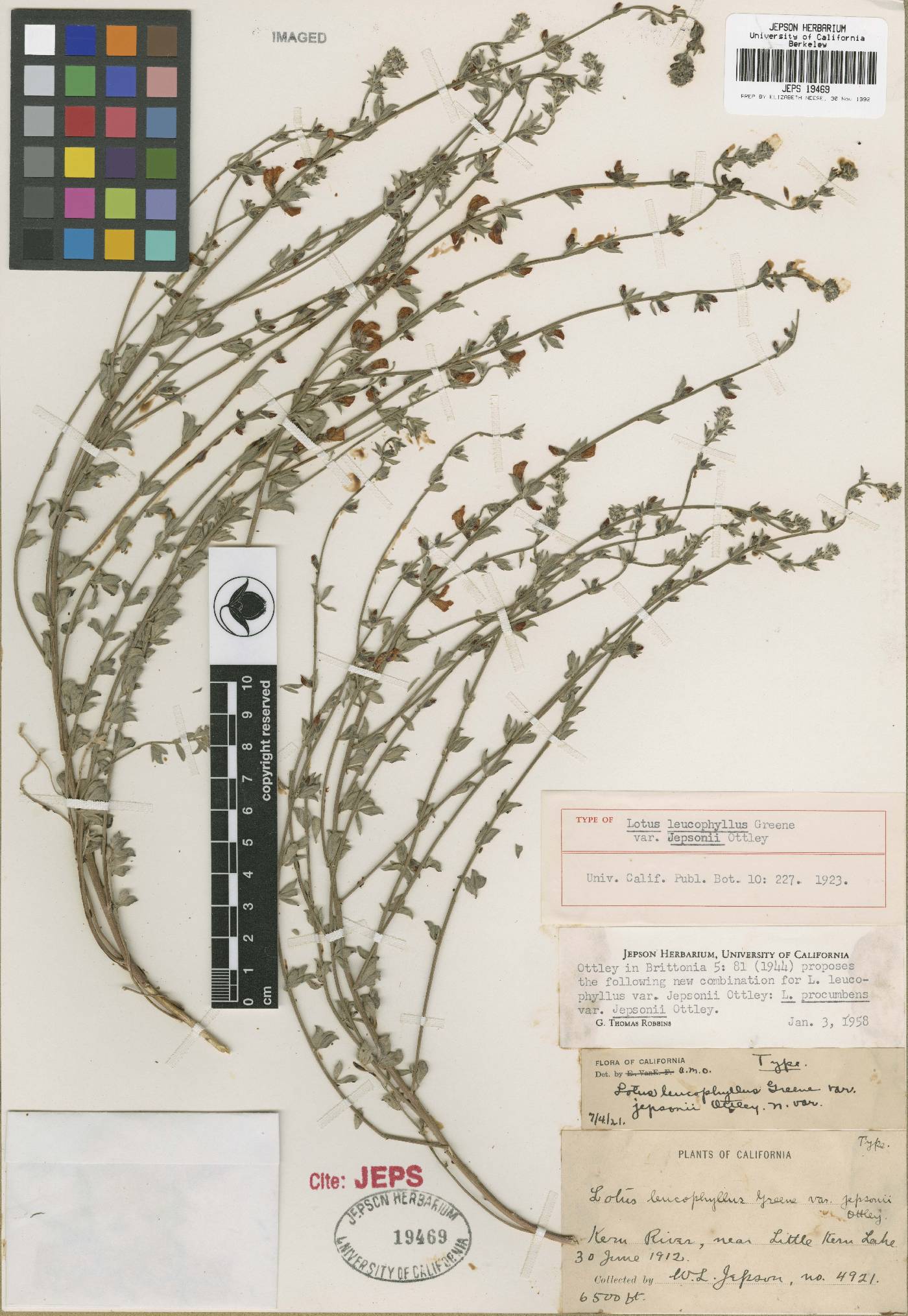 Acmispon procumbens var. jepsonii image