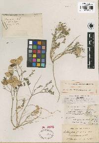 Astragalus nutans image