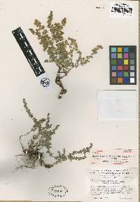 Galium grayanum image