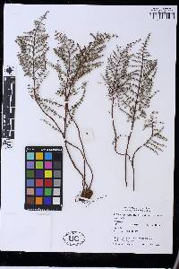 Pellaea mucronata subsp. mucronata image