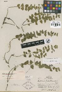 Image of Scutellaria fruticetorum