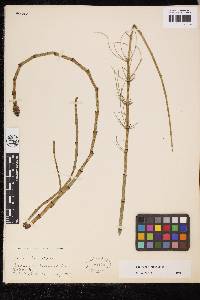 Equisetum fluviatile image