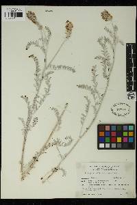 Astragalus magdalenae image