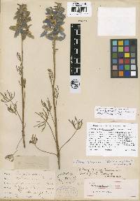 Delphinium parryi subsp. blochmaniae image